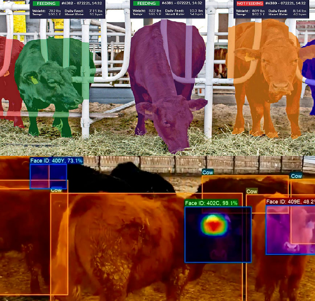 yapay zeka büyükbaş